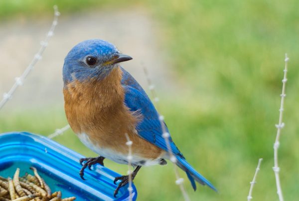 Fixing a Leaking Hummingbird Feeder